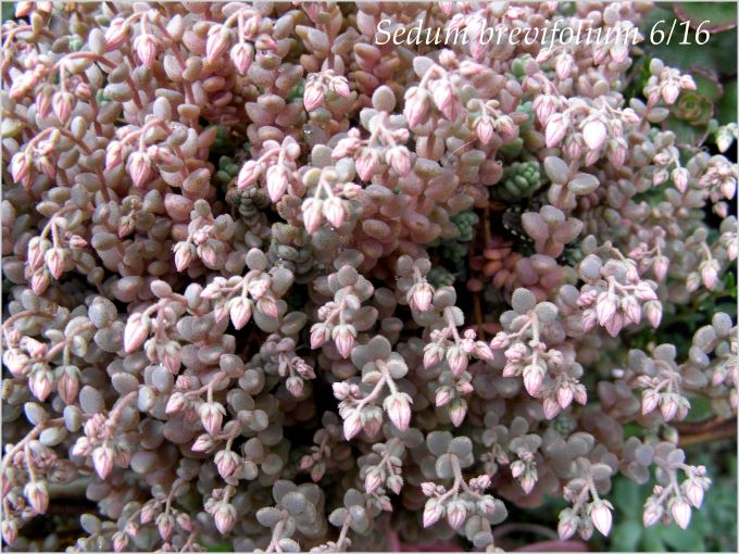 Sedum Brevifoliumセダムブレビフォリウム 雑感